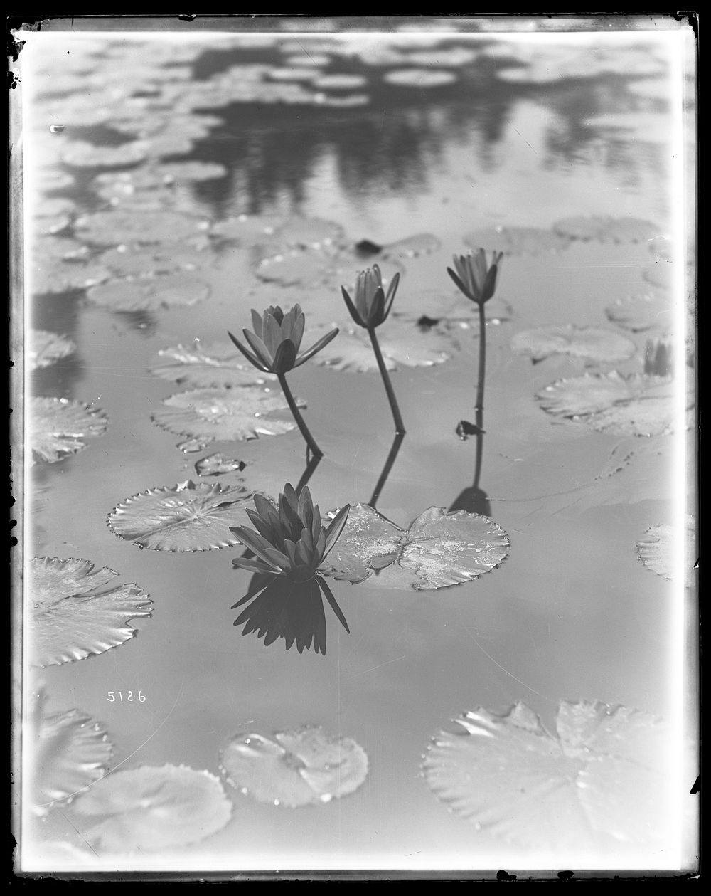 Water Lilies in United States Fish Commission Hatchery Pond
