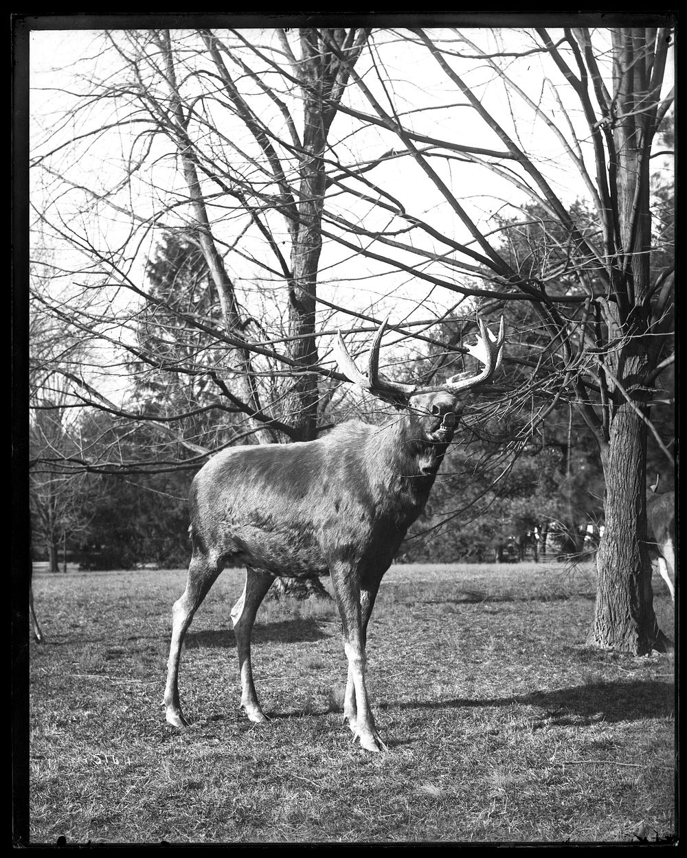 Study Specimen for Taxidermy Moose Group