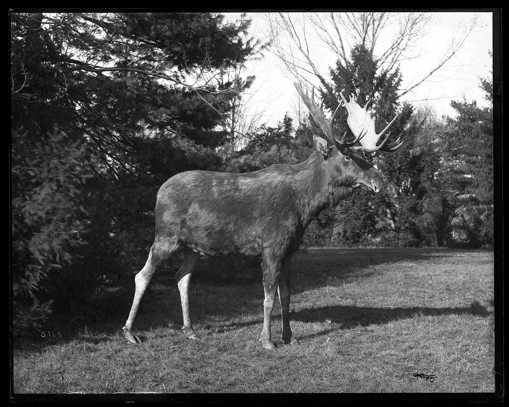 Study Specimen for Taxidermy Moose Group