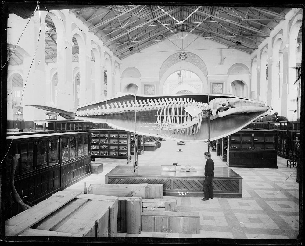 Whale Cast at USNM