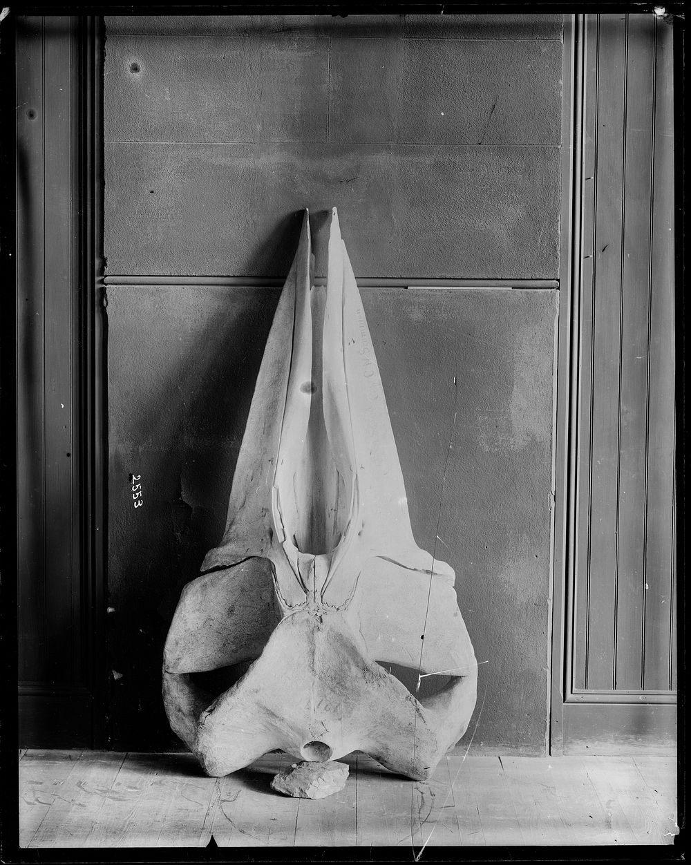 Minke Whale Skull (Dorsal View)