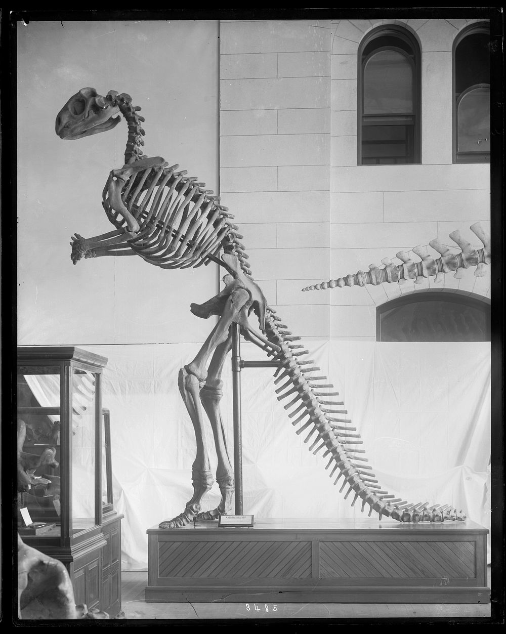 Hadrosaurus Skeleton Model at United States National Museum