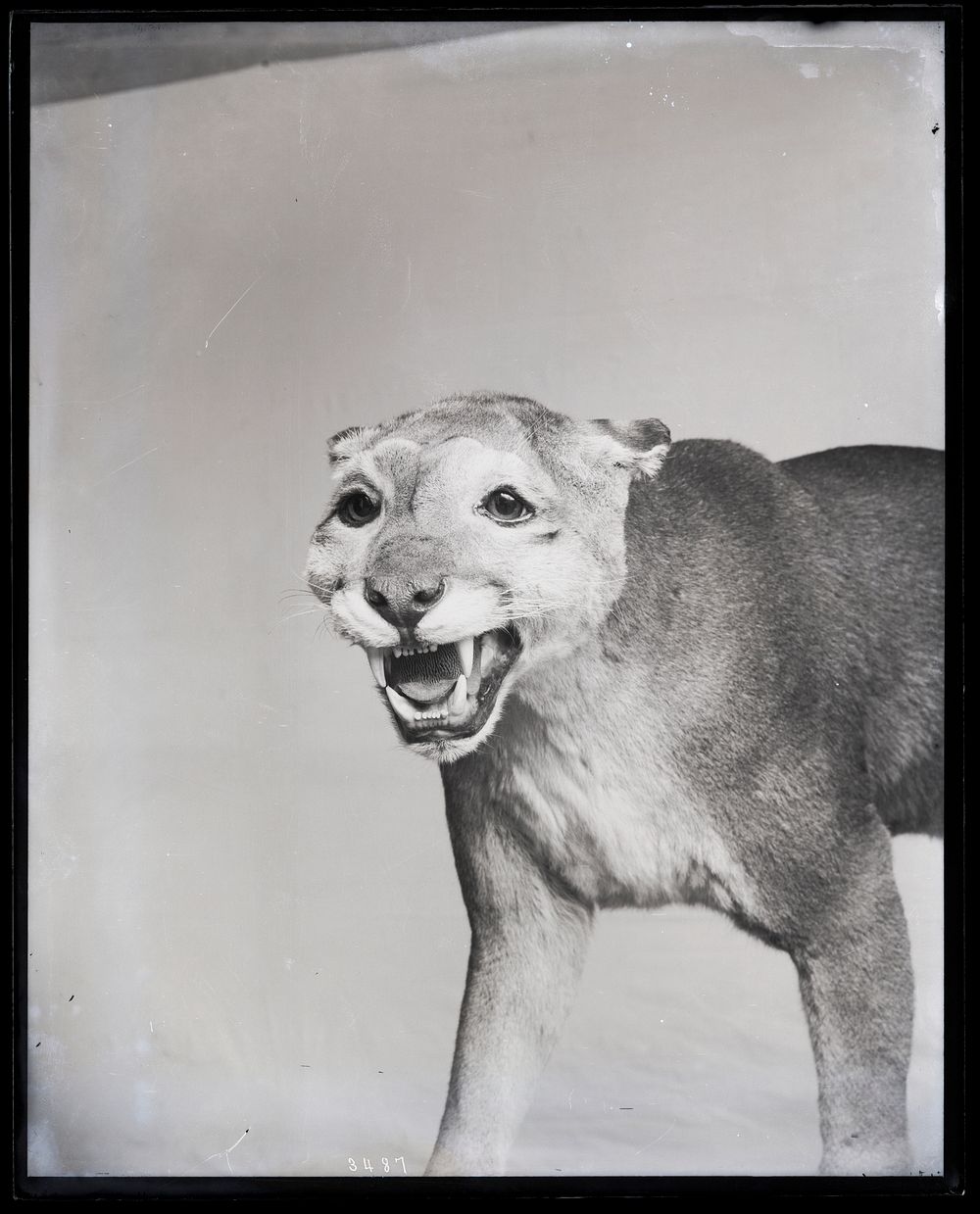Taxidermy Mount of Cougar