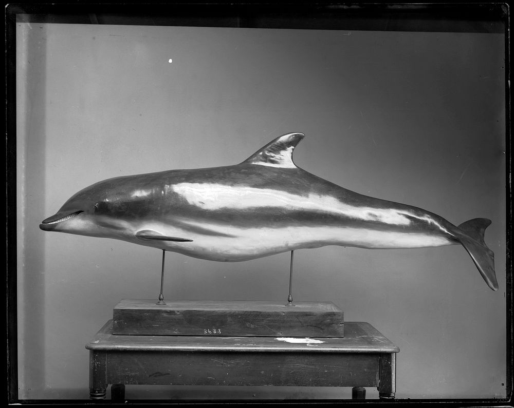 Porpoise or Dolphin Model Mounted for Exhibit