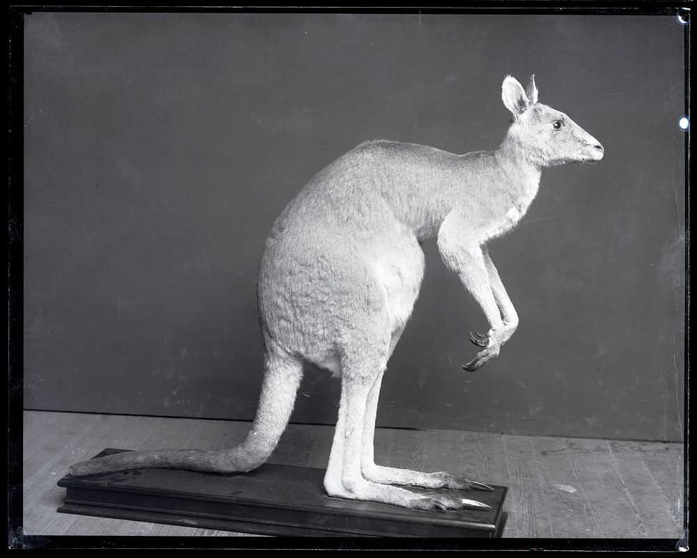 Model of Kangaroo