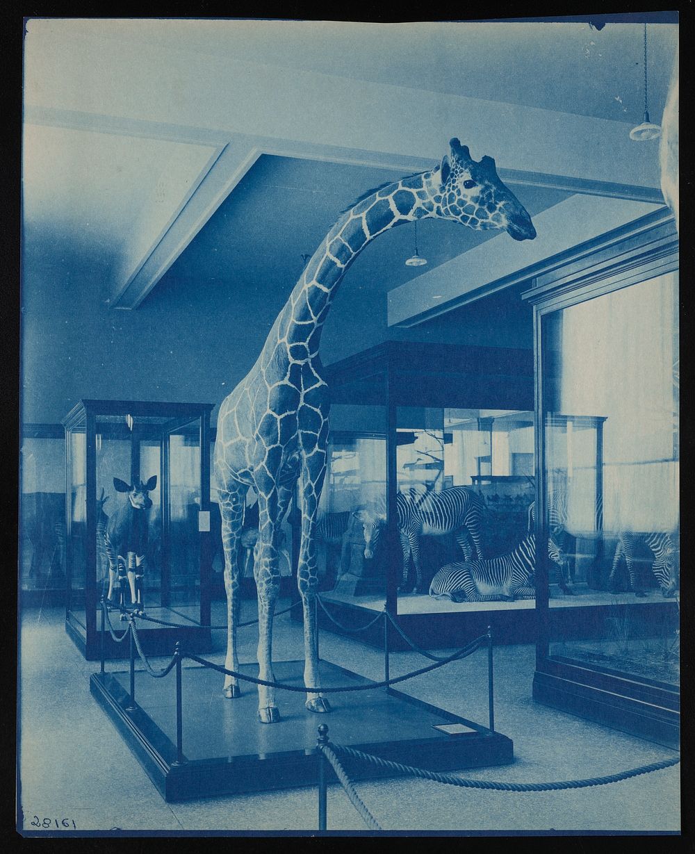 Mammals Exhibits, Natural History Building - Giraffe