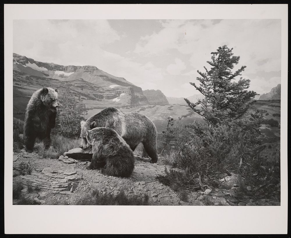 Hall of North American Mammals, Natural History Building - Grizzly Bear Habitat Group