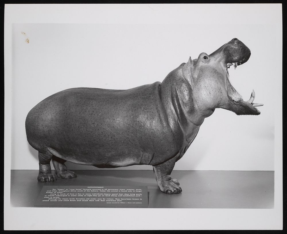 World of Mammals Exhibition Hall, Museum of Natural History - Hippopotamus