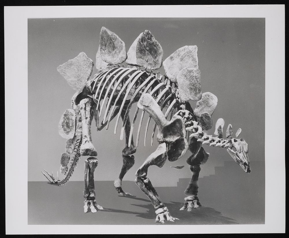 Stegosaurus Skeleton