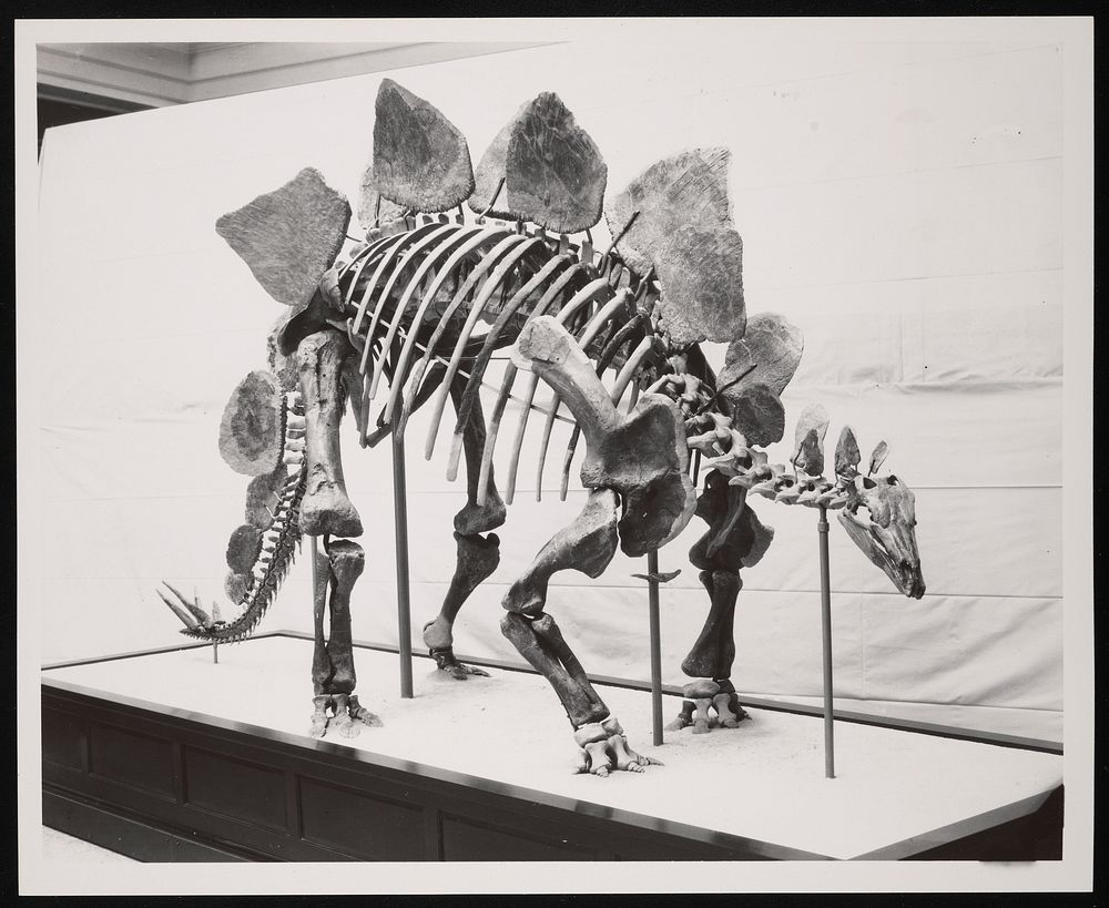 Vertebrate Fossil Exhibit, Division of Paleontology, Natural History Building - Stegosaurus