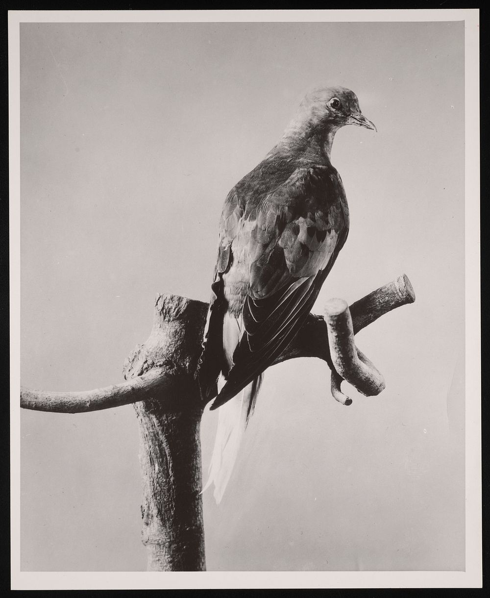 Passenger Pigeon "Martha" - Division of Birds Exhibit, Natural History Building