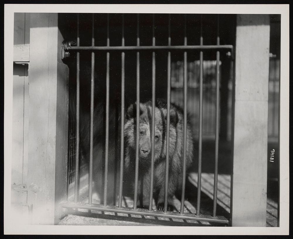 National Zoological Park, Bear Cub