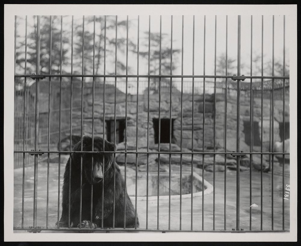 National Zoological Park, Bear