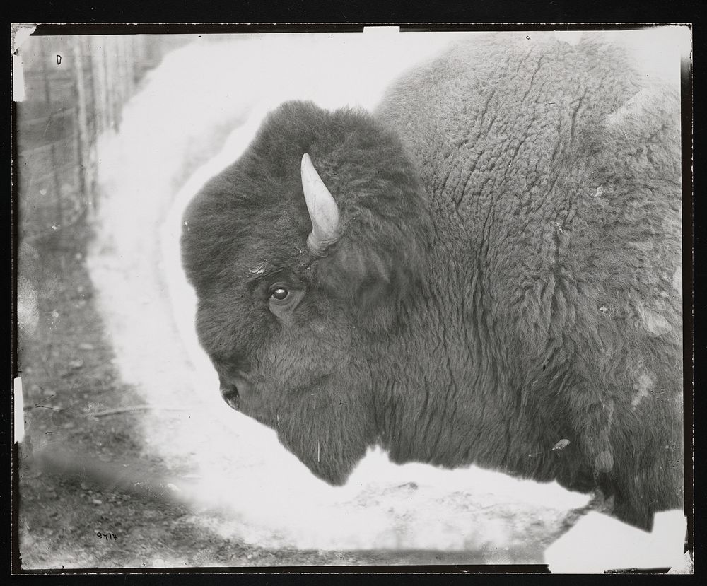 National Zoological Park, American Bison