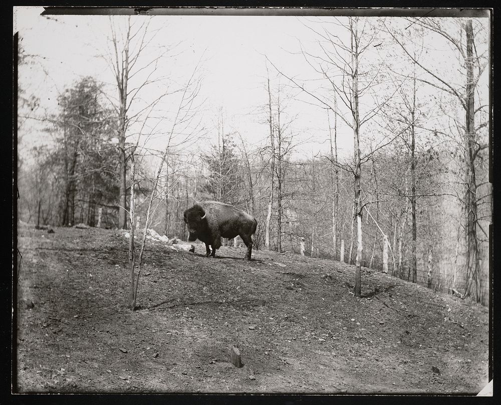 National Zoological Park, American Bison