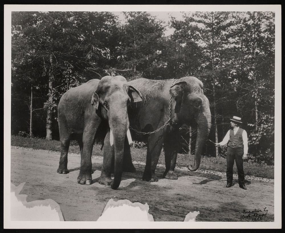 National Zoological Park, Indian Elephants "Dunk" and "Gold Dust"