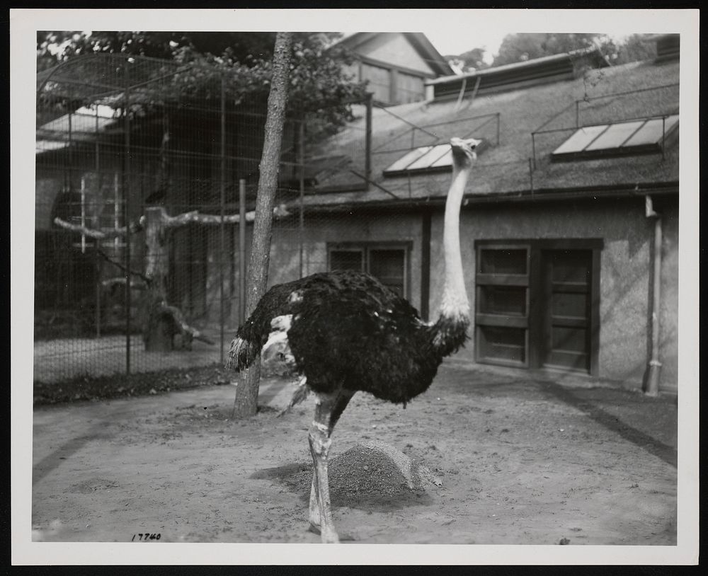 National Zoological Park, Ostrich