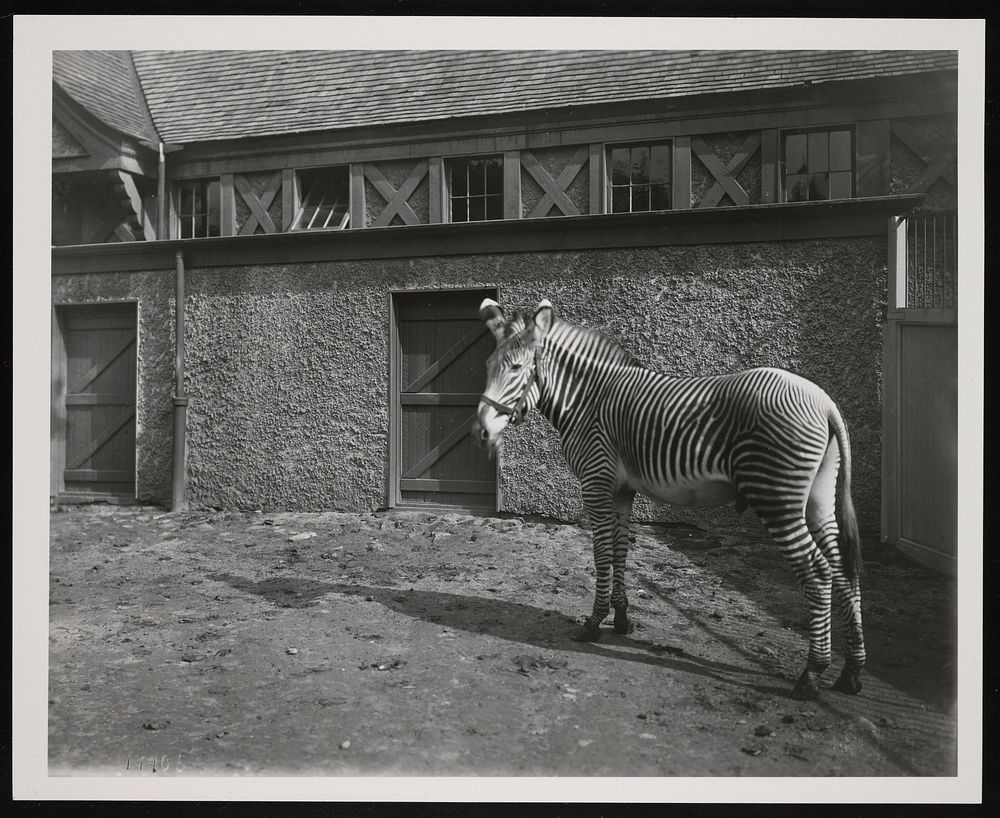 National Zoological Park, Zebra