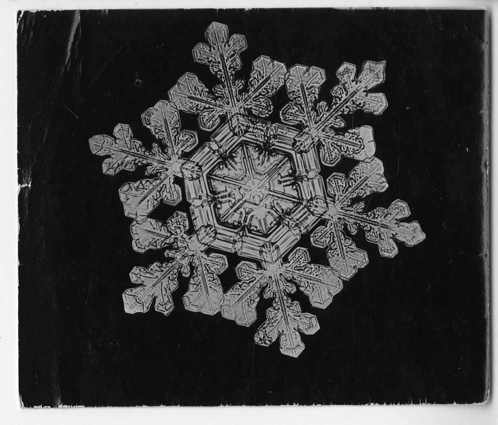 Wilson Bentley Photomicrograph of Dendrite Star Snowflake No. 591