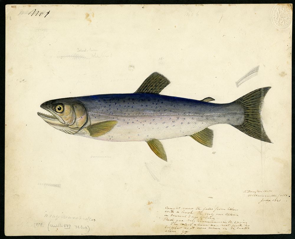 Color Drawing of Salmonidae