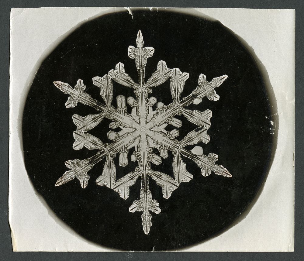 Wilson Bentley Photomicrograph of Fernlike Stellar Snowflake No. 842