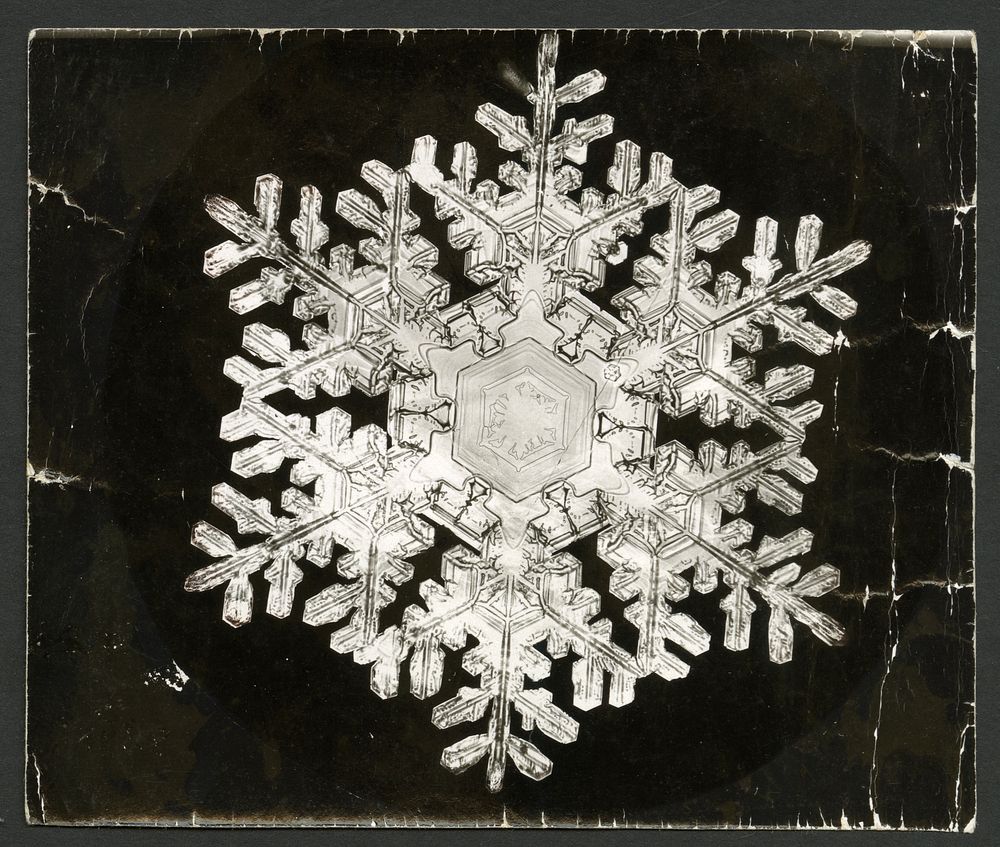 Wilson Bentley Photomicrograph of Stellar Snowflake No. 586