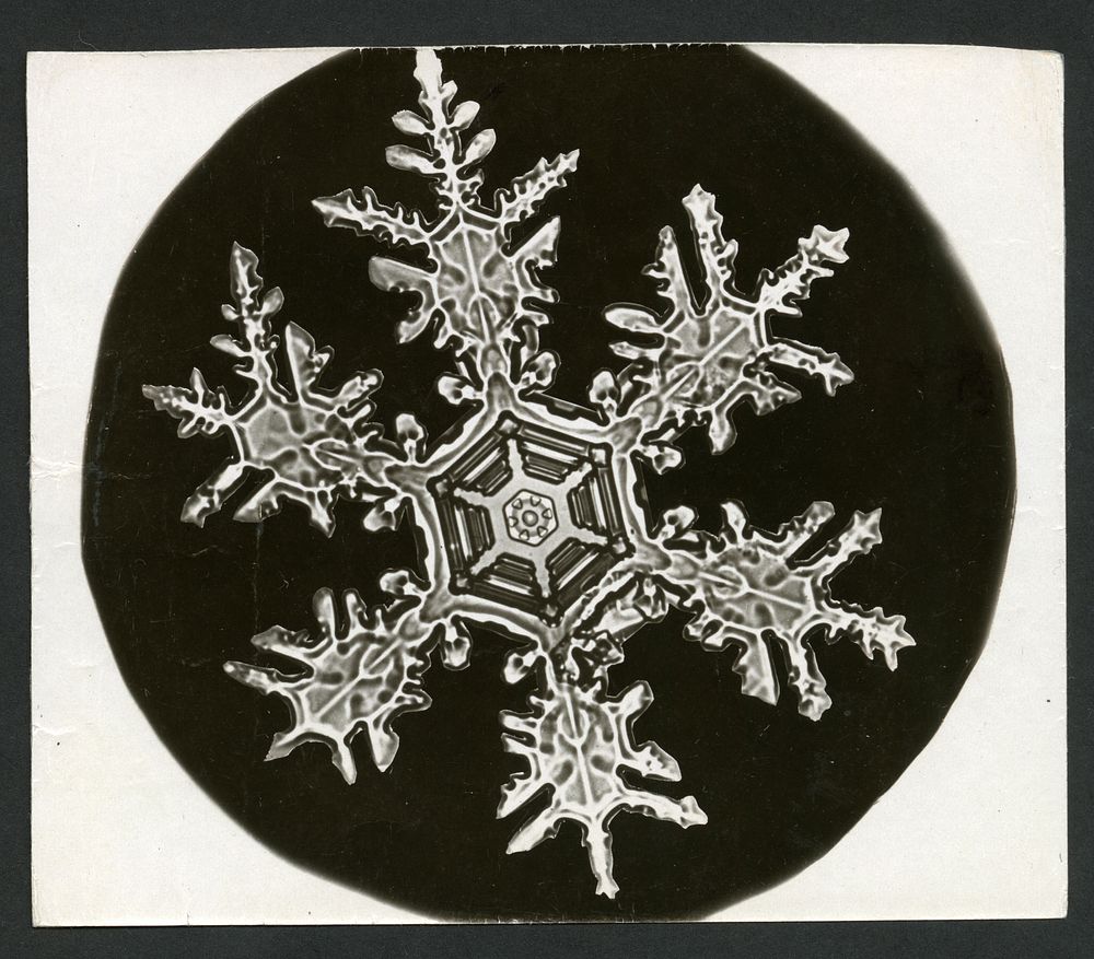 Wilson Bentley Photomicrograph of Stellar Snowflake No. 815