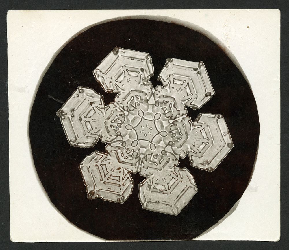 Wilson Bentley Photomicrograph of Stellar Snowflake No. 1055