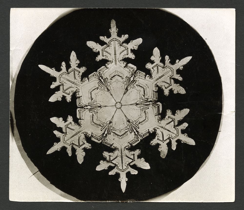 Wilson Bentley Photomicrograph of Stellar Snowflake No. 1018