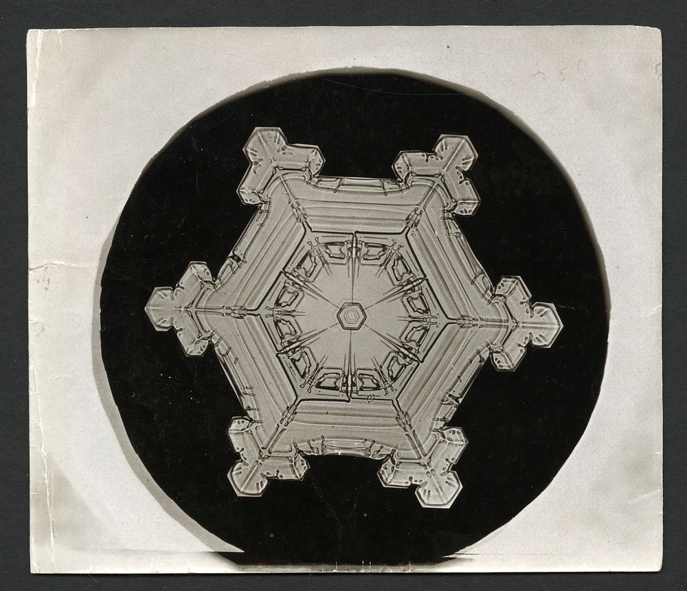 Wilson Bentley Photomicrograph of Stellar Snowflake No. 382