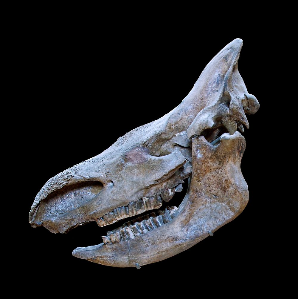 Woolly Rhinoceros (Coelodonta antiquitatis Blumenbach, 1807). Skull (without horns).