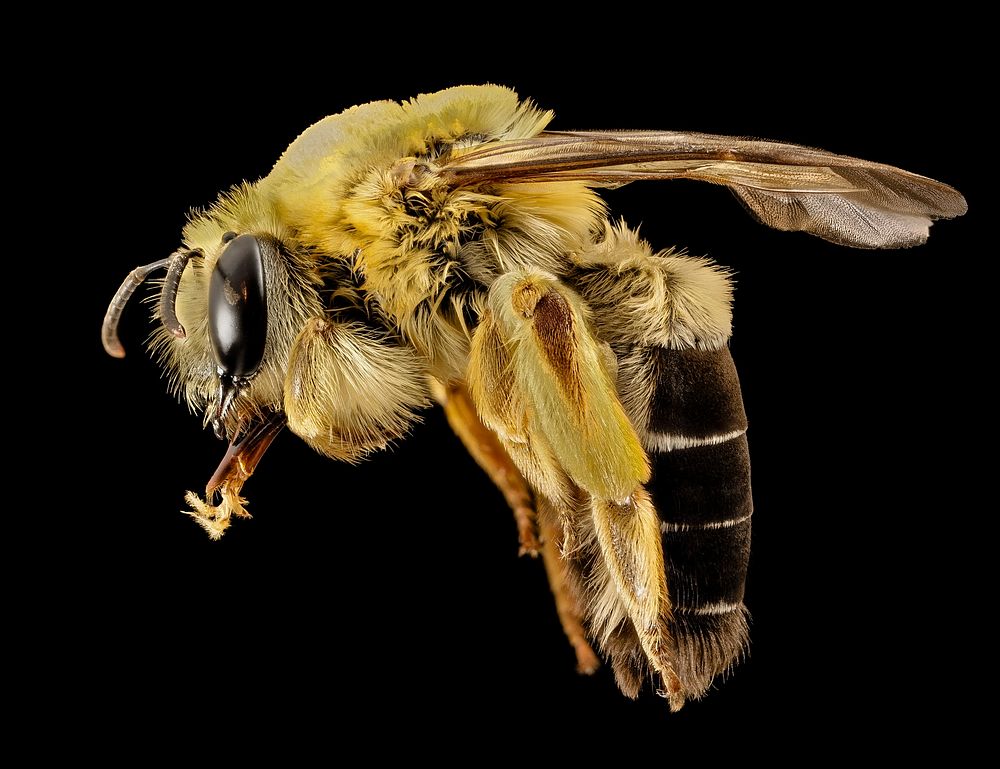 Caupolicana electa is a bee of the early morning. Matrinal. Restricted to the southeastern United States deep sand spots…
