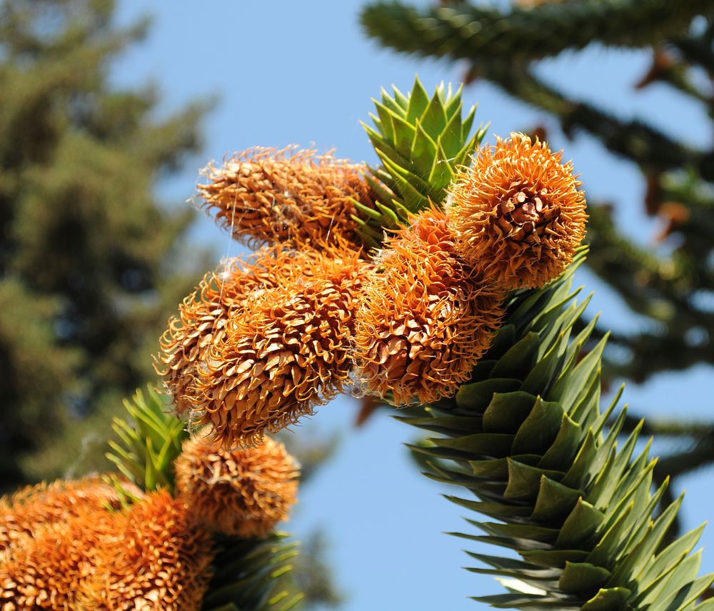 Closeup on mature cones and a branch of an Araucaria araucana tree in front of Hulda Klager Lilac Gardens in Woodland…