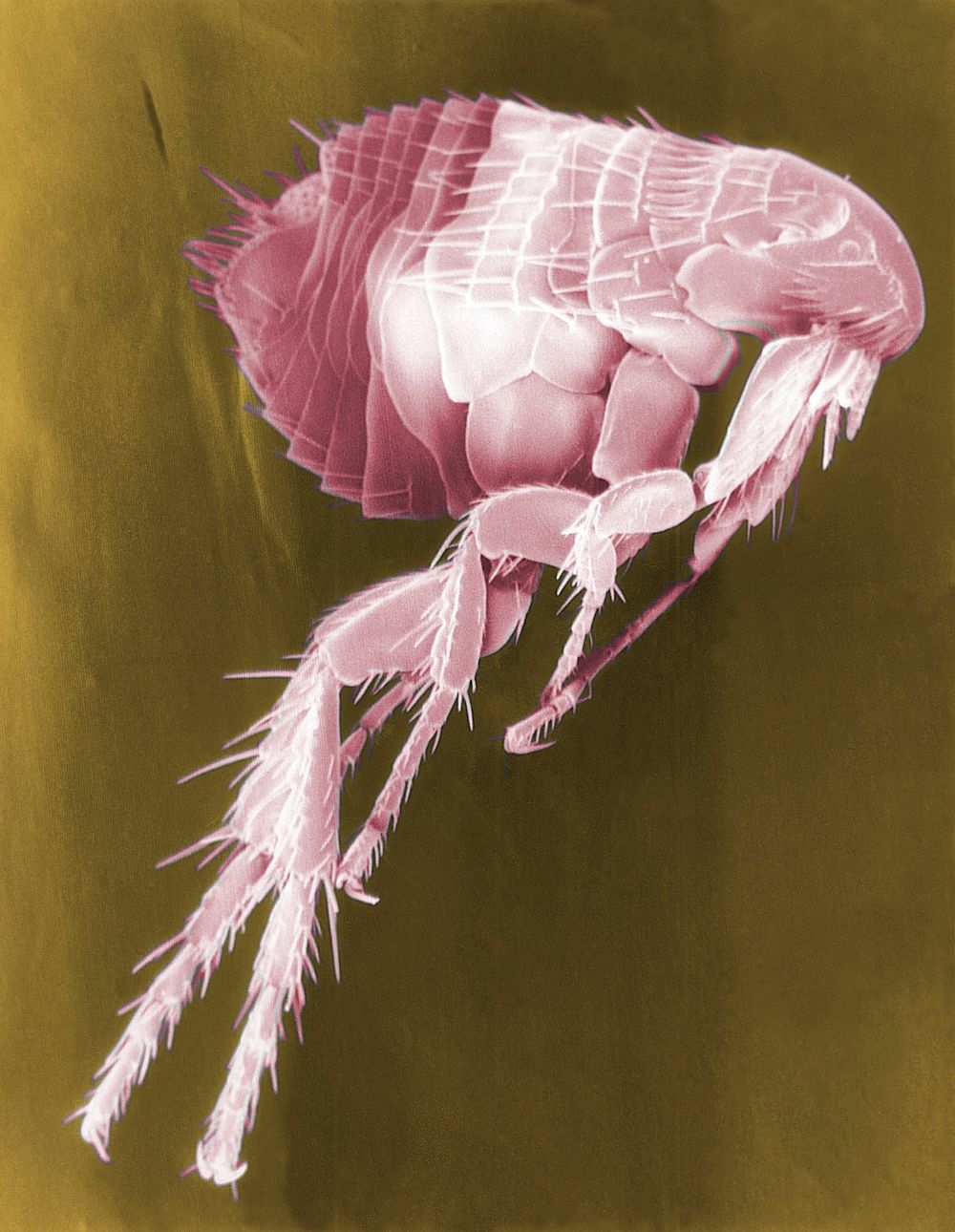 False colors Scanning Electron Micrograph of a Flea. Fleas are known to carry a number of diseases that are transferable to…