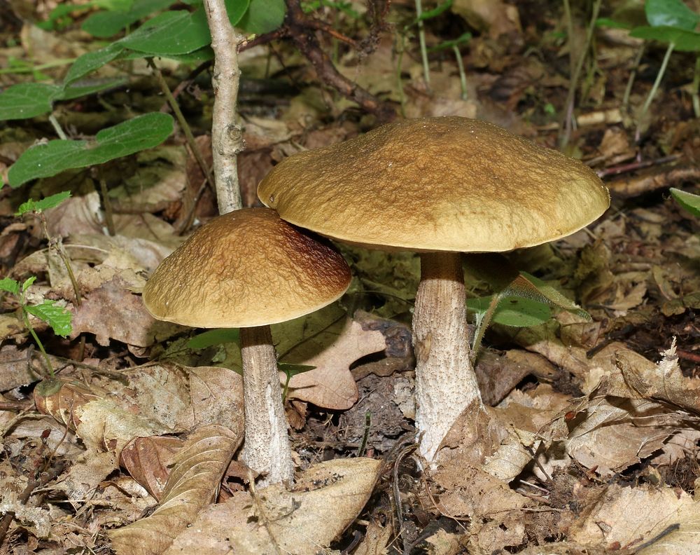 Hazel bolete Leccinum pseudoscabrum. Ukraine