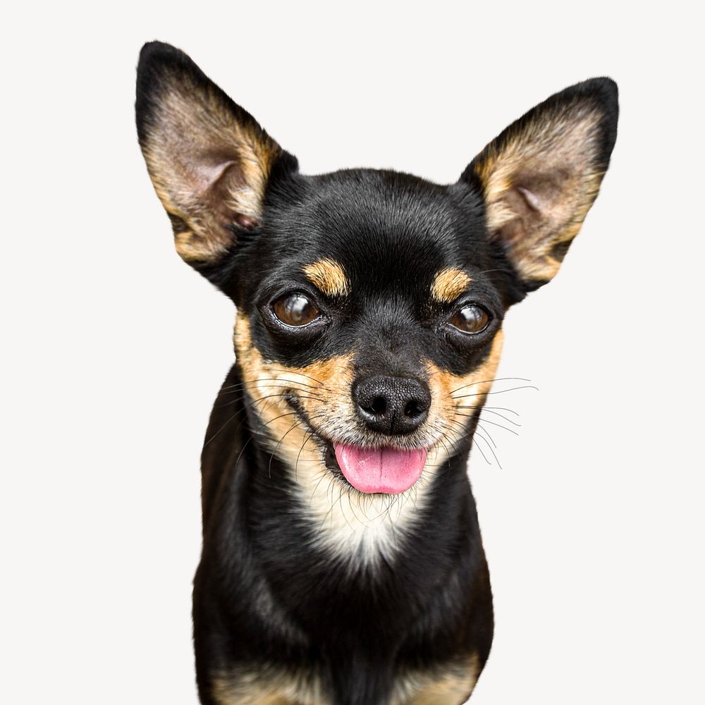 Black chihuahua dog isolated design | Free Photo - rawpixel