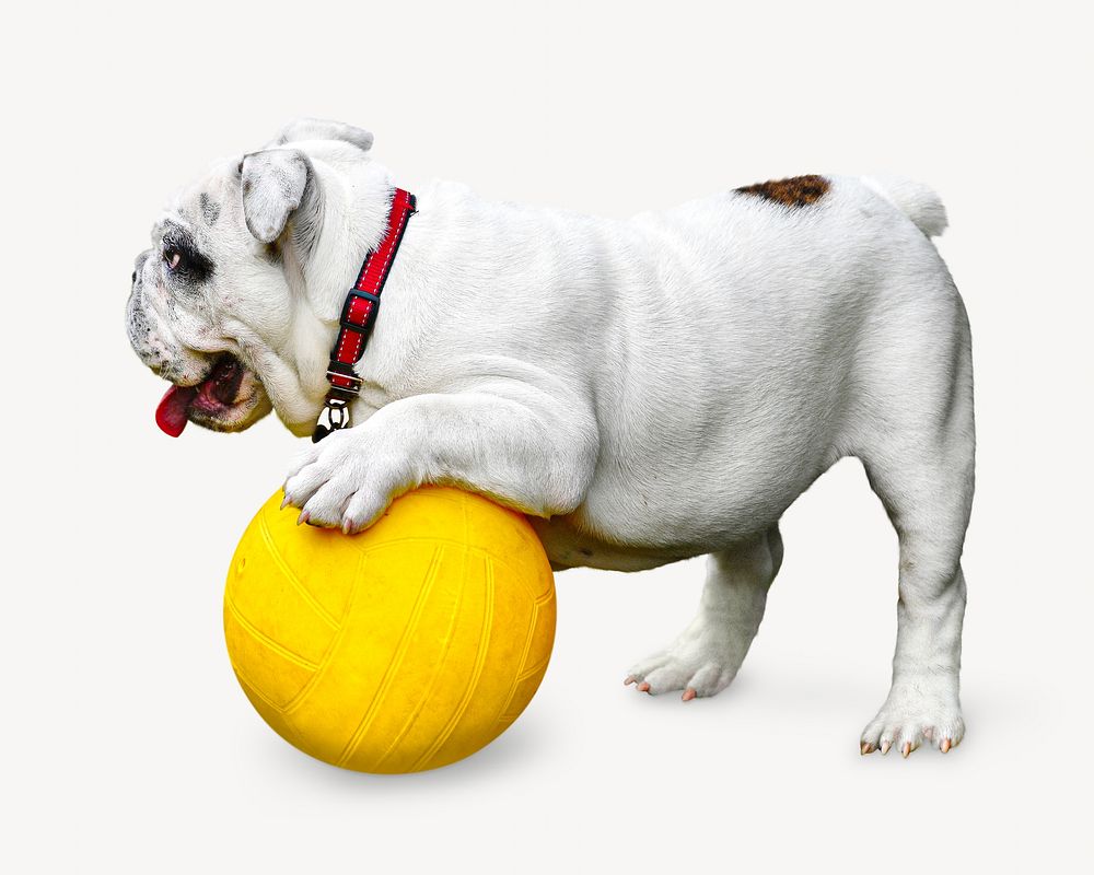 Bulldog playing  ball isolated design