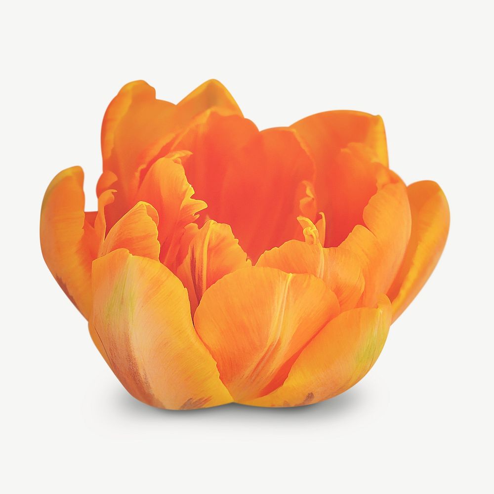 Orange tulip collage element psd