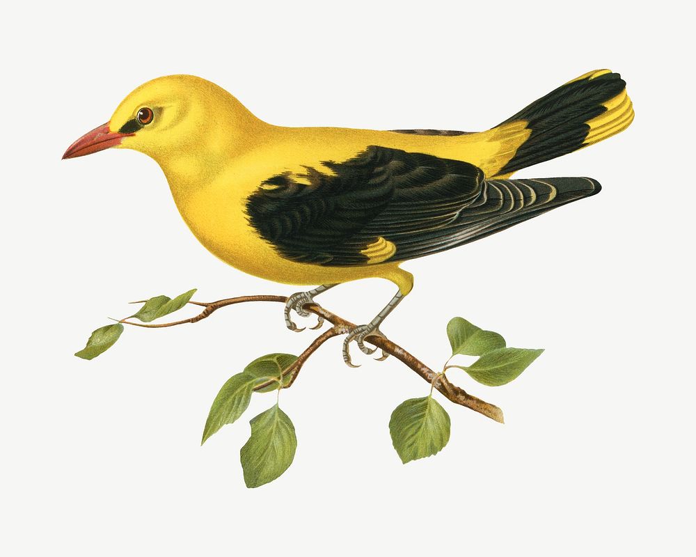 Eurasian golden oriole bird, vintage animal collage element psd