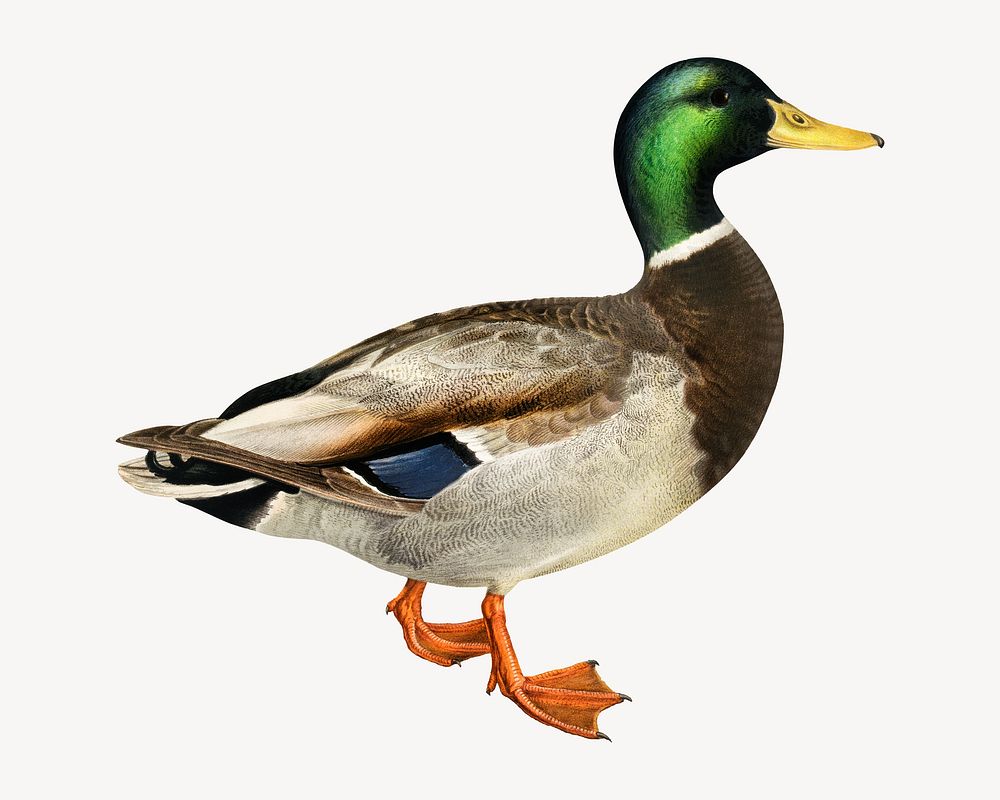 Mallard bird, vintage animal illustration