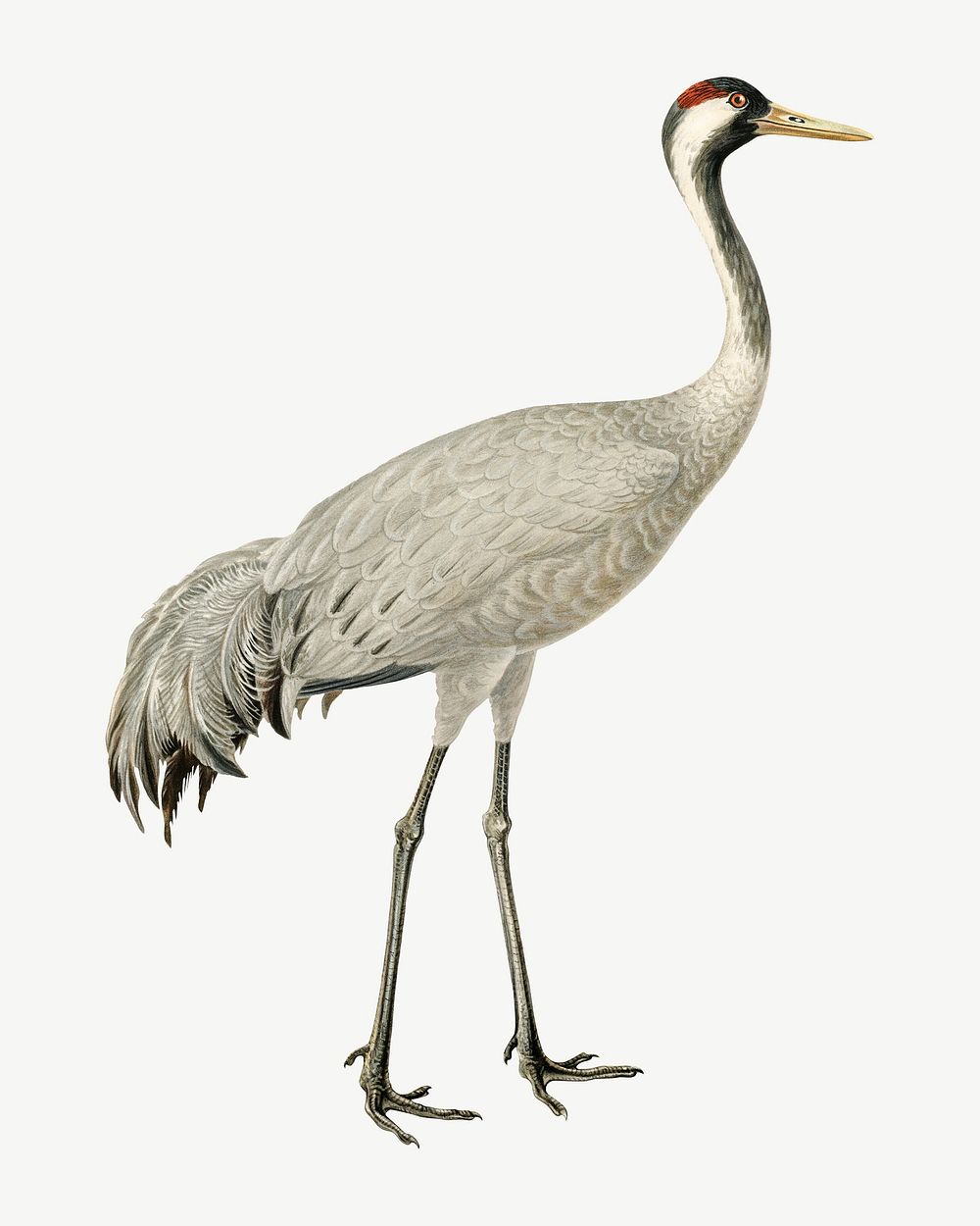 Common crane bird, vintage animal collage element psd
