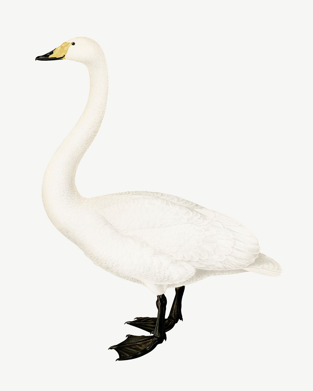 Whooper swan bird, vintage animal collage element psd