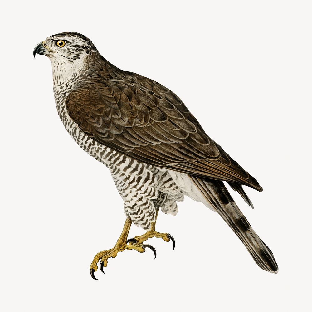 Goshawk bird, vintage animal illustration