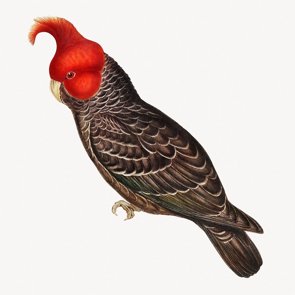 Gang-gang cockatoo, vintage bird illustration