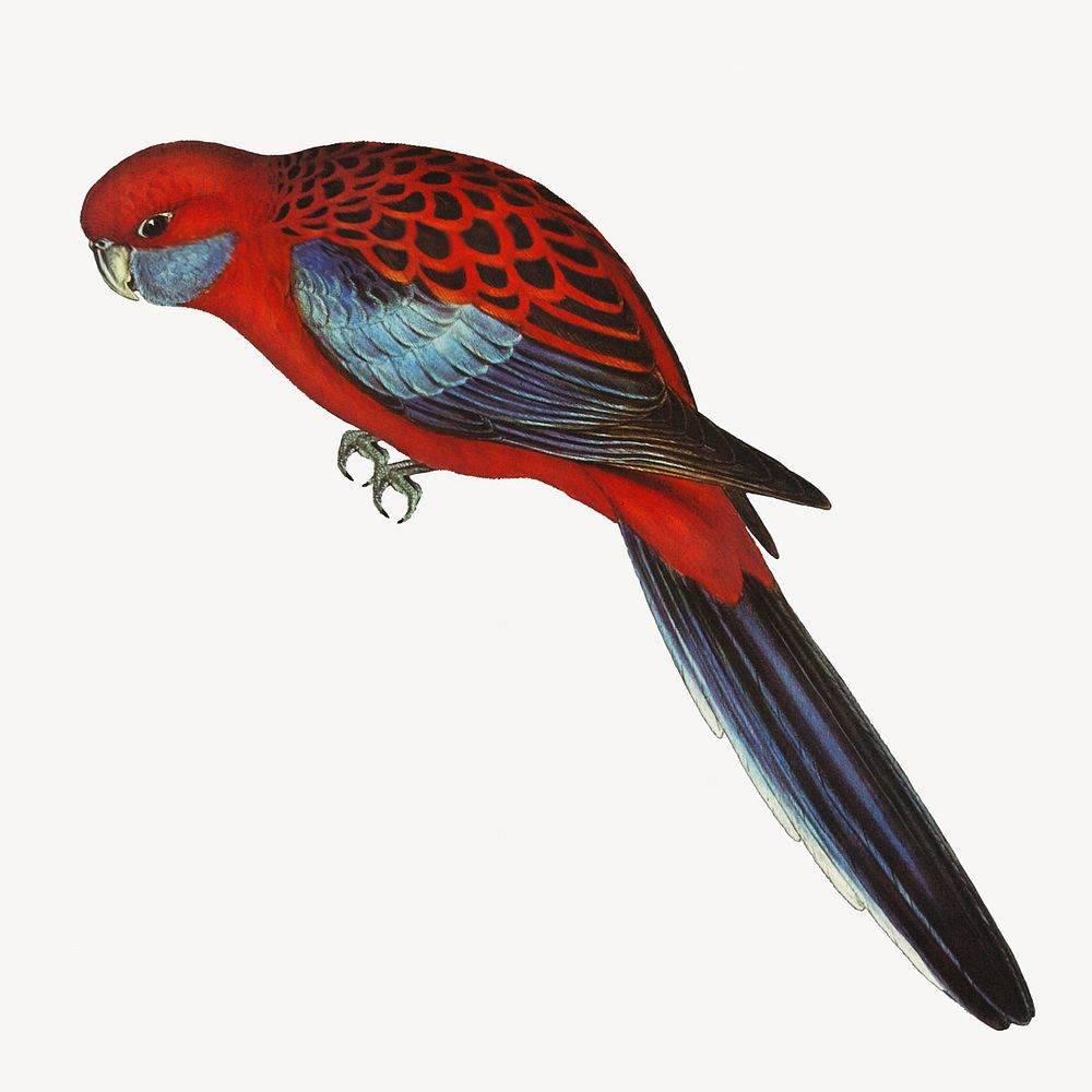 Pennant's parakeet bird, vintage animal illustration