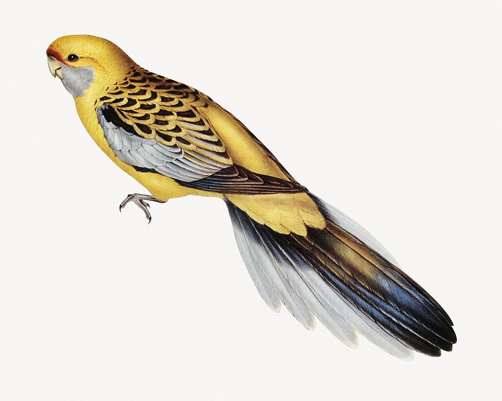 Yellow-rumped parakeet vintage bird collage element psd