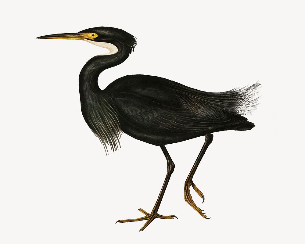 Sombre egret bird, vintage animal illustration