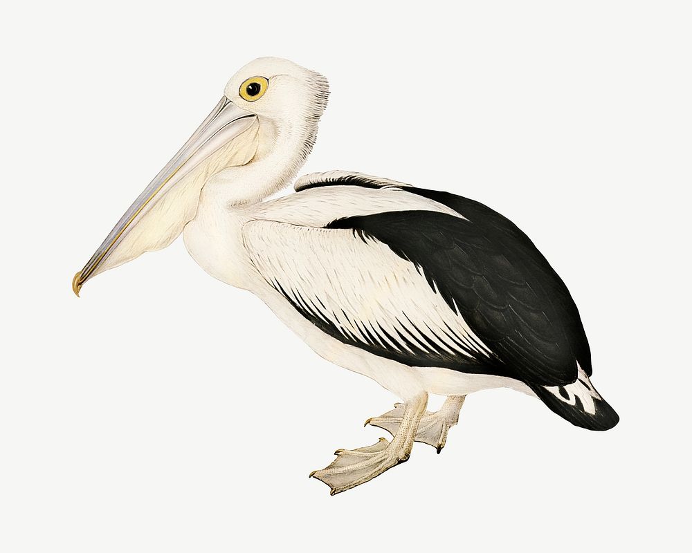 Australian pelican bird, vintage animal collage element psd