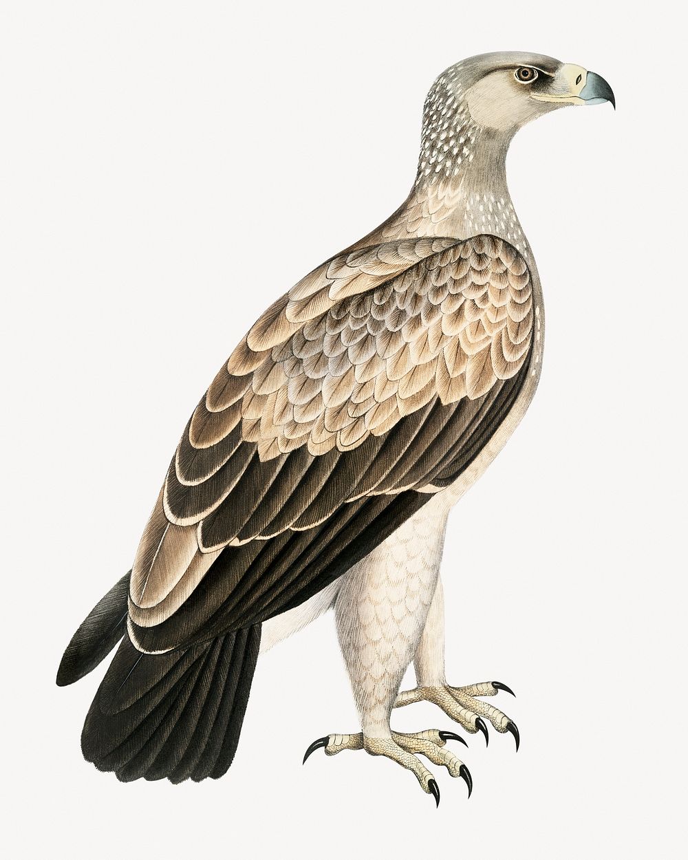 White-dotted eagle, vintage bird illustration