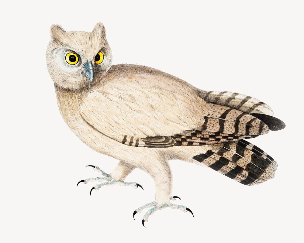 Coromandel owl, vintage bird illustration